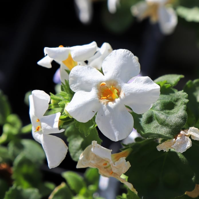 Bacopa Monnieri Extract