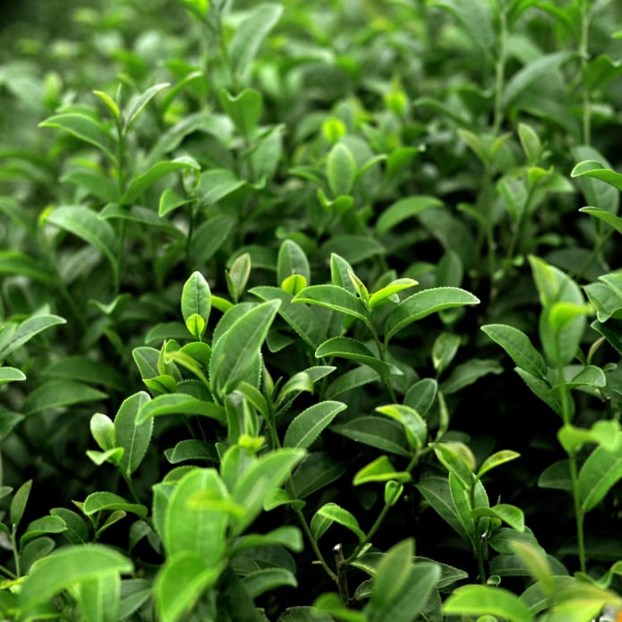 Green Tea Leaf Extract